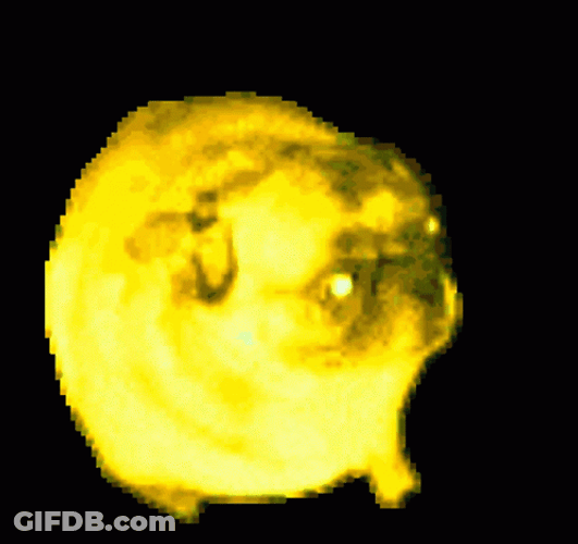 Retro Color Dancing Pug GIF
