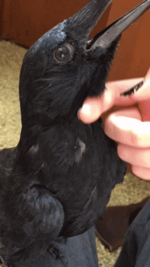Revealing Crow Ears GIF