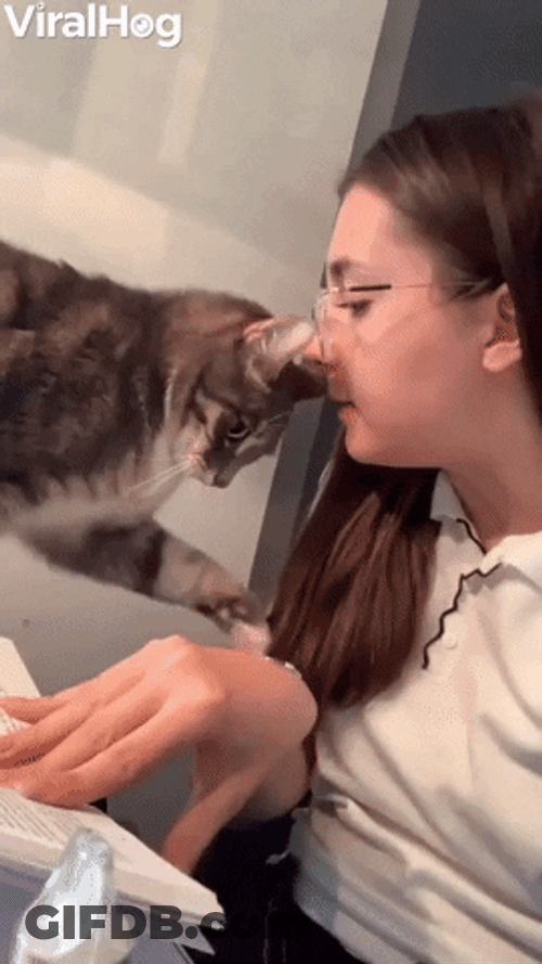 Revenge Bite Surprised Cat GIF