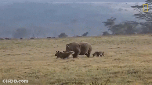Rhino And Baby Rhino Walking In Field GIF