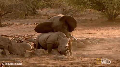 Rhino And Elephant Playing Dirt National Geographic Wild GIF