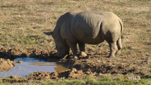 Rhino And Elephant Playing In Dirt National Geographic Wild GIF