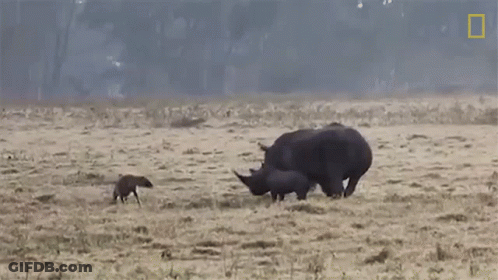 Rhino And Two Baby Rhinos Walking GIF