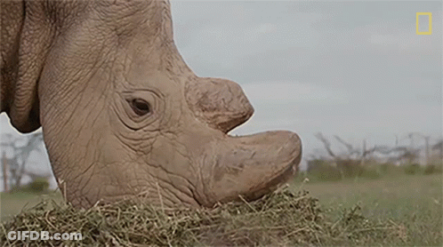 Rhino Eating Grass Close Up National Geographic GIF