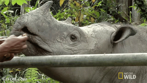 Rhino Fed By Person Behind Fence Nat Geo Wild GIF
