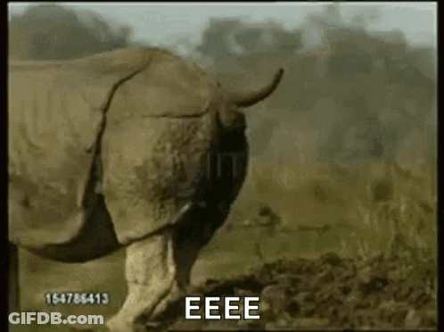 Rhino In Field With Eeee GIF