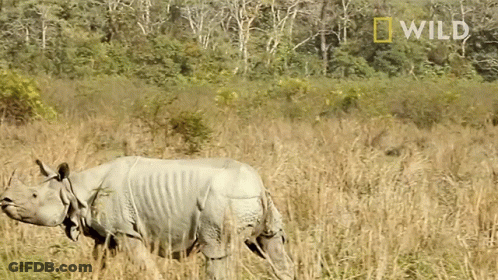 Rhino In Field With National Geographic Logo GIF