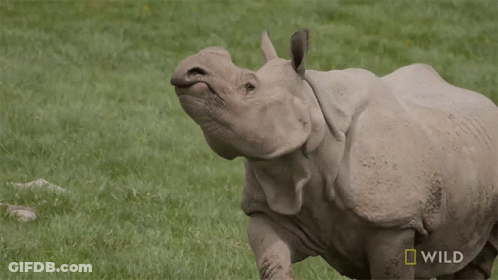 Rhino In Grassy Field Saying Wild GIF