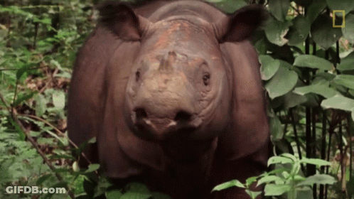 Rhino In Lush Forest With National Geographic Logo GIF