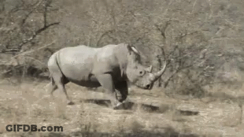 Rhino Running In Grassy Field GIF