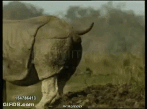 Rhino Standing In Field With Number 15478643 GIF