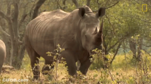 Rhino Standing With National Geographic Logo GIF