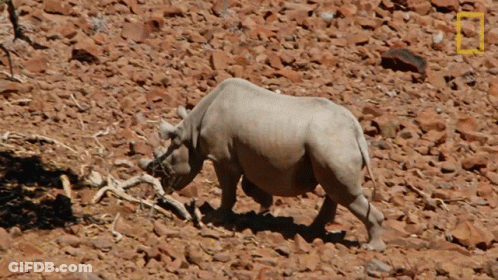 Rhino Walking Rocky Area National Geographic Logo GIF