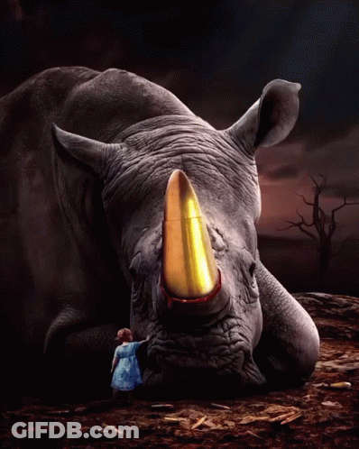 Rhino With Bullet In Nose Next To Little Girl GIF
