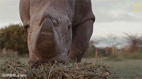 Rhinoceros Eating Pile Of Hay In Field GIF