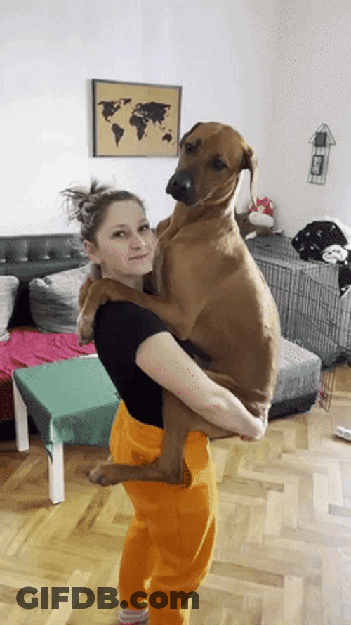 Rhodesian Ridgeback And Woman Buddy GIF