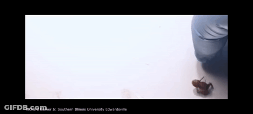 Richard Essner Jr Southern Illinois University Edwardsville GIF