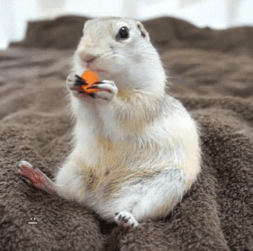 Richardson's Ground White Squirrel GIF