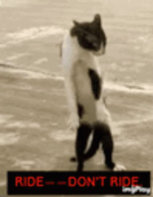 Ride Or Die Meme Cat GIF