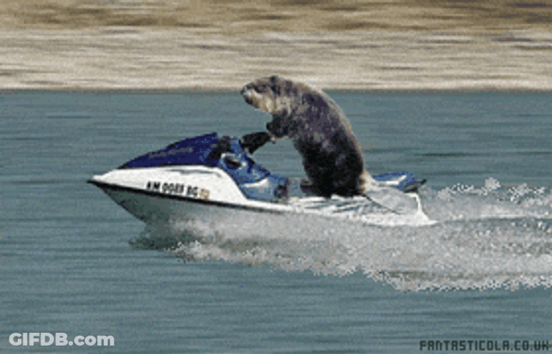 Riding A Jetski Squirrel Meme GIF