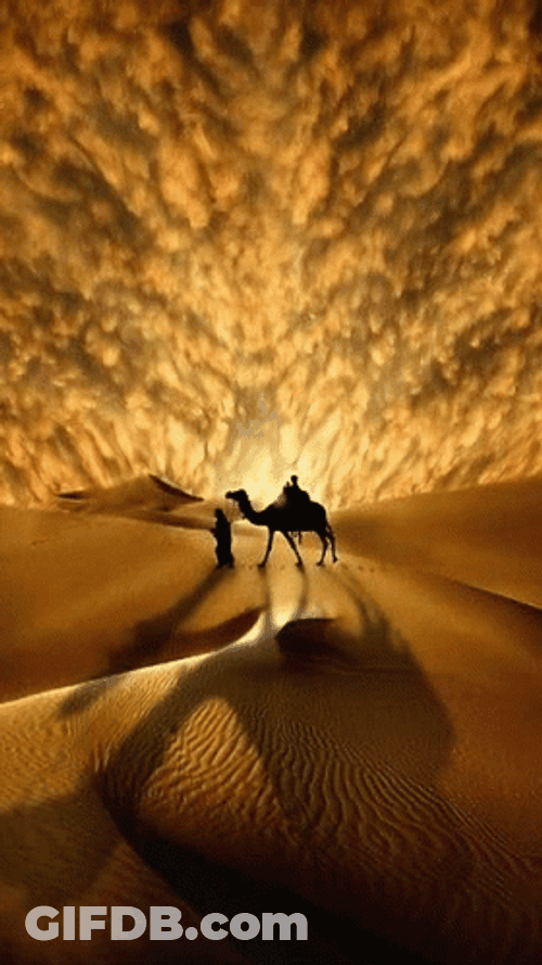Riding The Camel In The Desert GIF