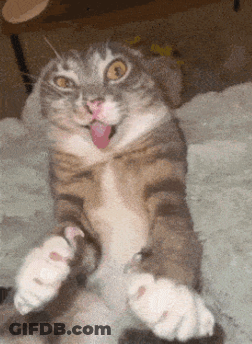 Rigbi Cat GIF