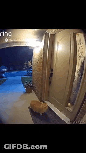 Ring Camera Cat Walking Into Doorway At Night GIF