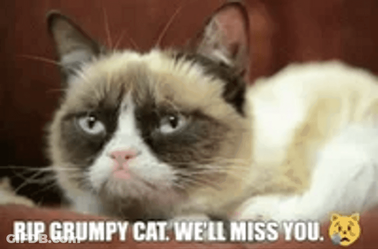 Rip Grumpy Cat We'll Miss You GIF