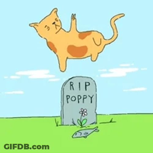 Rip Poppy Sad Floating Ghost Dog GIF