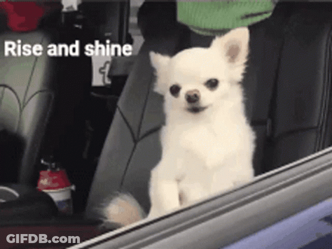 Rise And Shine Chihuahuas Peeking On Car Window GIF