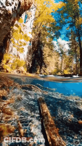 River Flowing Through Canyon With Trees And Log GIF