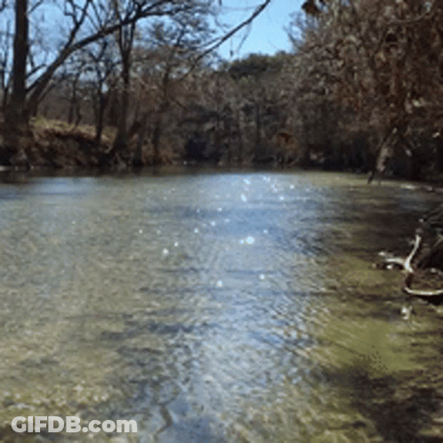 River Flowing Through Forest GIF