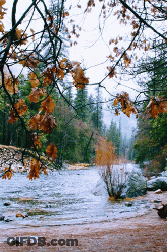 River Flowing Through Forest With Trees And Leaves GIF