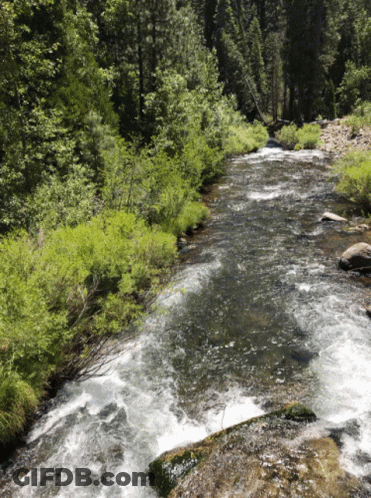River Flowing Through Forest With Trees And Rocks GIF