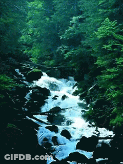 River Flowing Through Forest With Trees And Rocks GIF