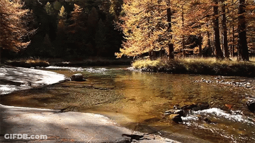 River Flowing Through Forest With Yellow Leaves GIF