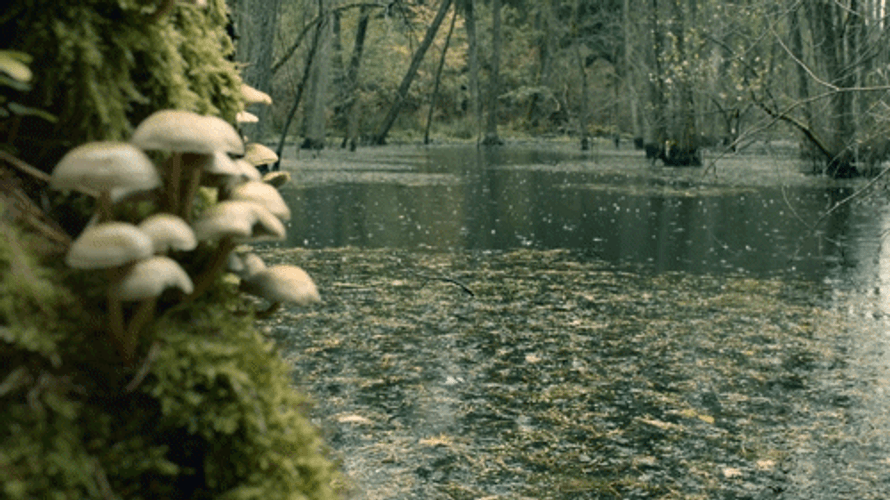 River Forest Raindrops GIF