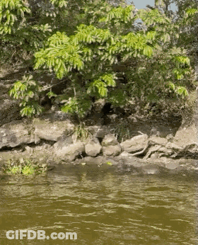 River Surrounded By Rocks And Trees GIF