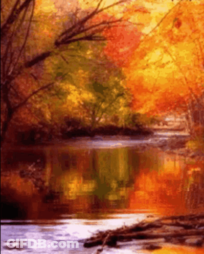 River Surrounded By Trees And Leaves GIF