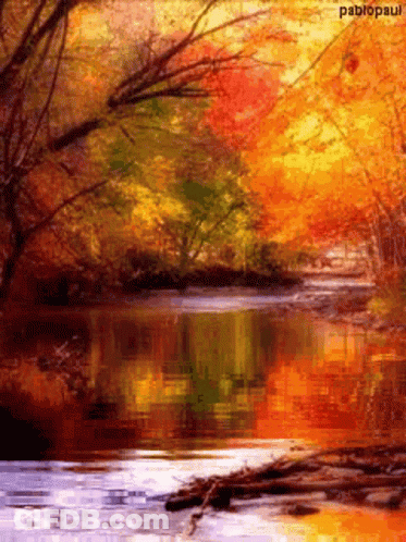 River Surrounded By Trees Pablopaul GIF