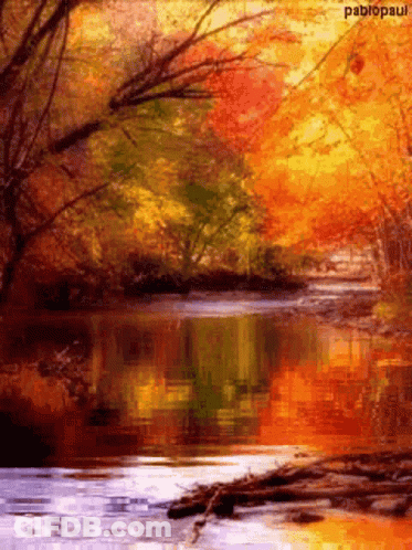 River Surrounded By Trees With Pablopaul GIF