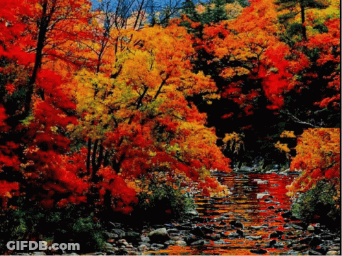 River Surrounded By Trees With Red Leaves GIF