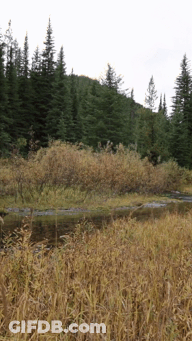 River Through Lush Green Forest GIF