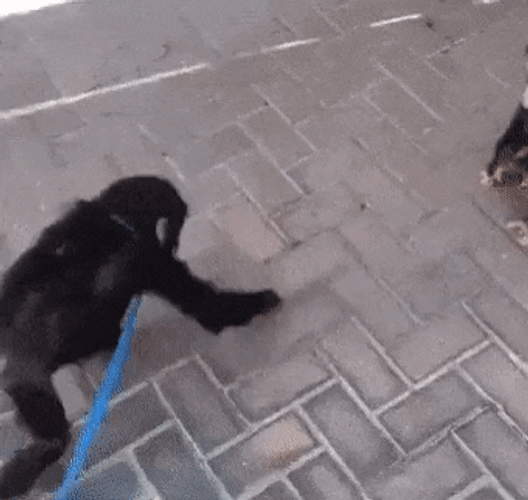 Rizz Baby Chimpanzee Monkeys Hugging GIF