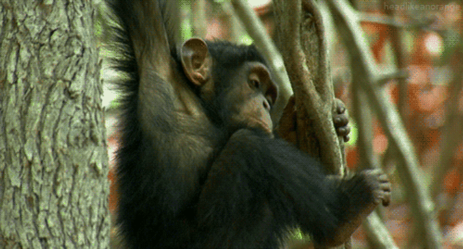 Rizz Baby Monkey Dangling On Tree GIF