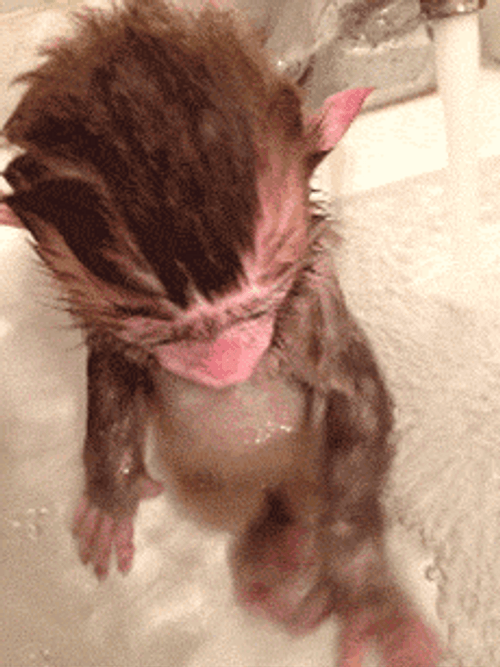 Rizz Baby Monkey Swimming In Tub GIF