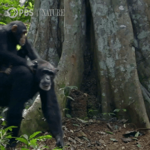 Rizz Monkey Family Strolling Jungle GIF