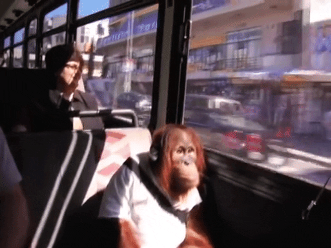 Rizz Orangutan Monkey Riding Bus GIF