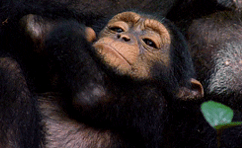 Rizz Sleepy Monkey Feeling Cozy GIF