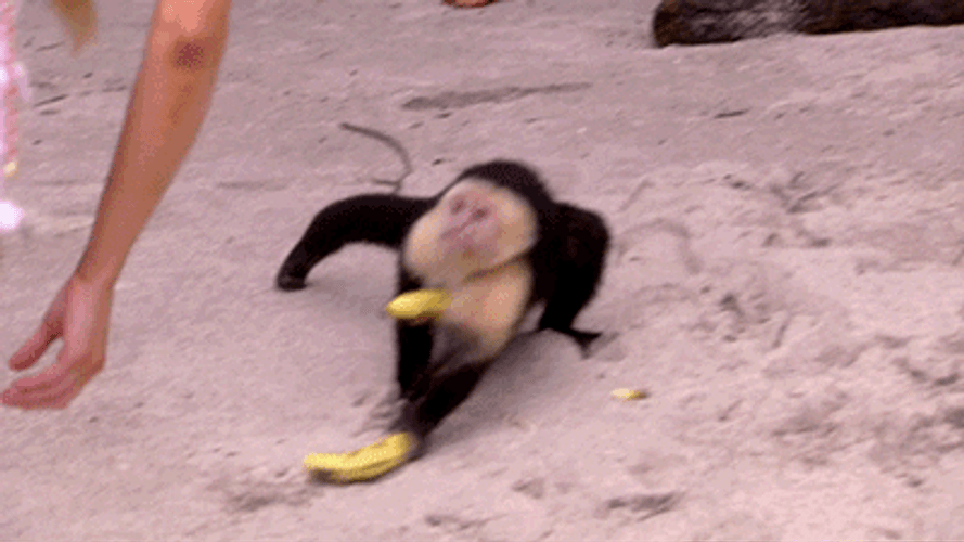 Rizz Sneaky Monkey Snatching Bananas GIF